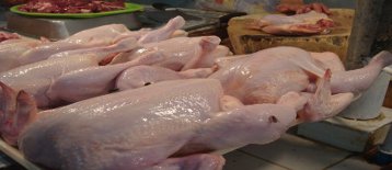 Pakistan's poultry prices likely to fall as industry enters recovery&nbsp;